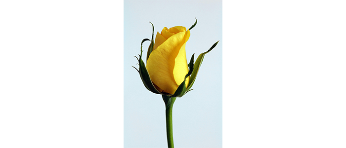 Rosa rugosa Hollandica